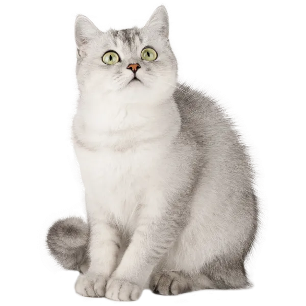 Kočka Lila