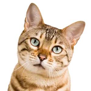 Kočičí hlava